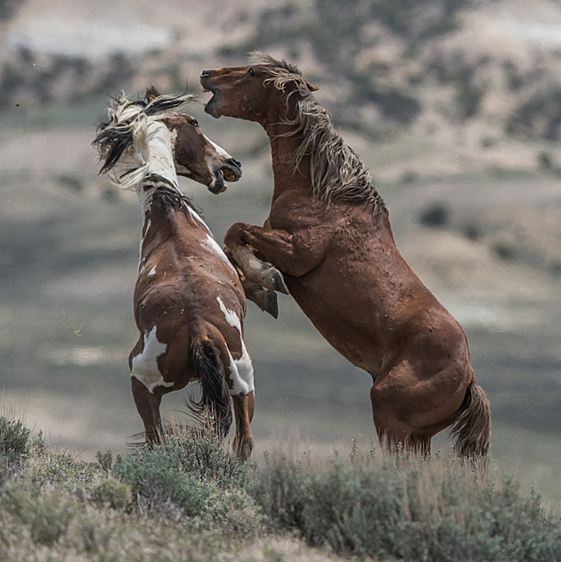 Mustang Wild Horse - Picasso